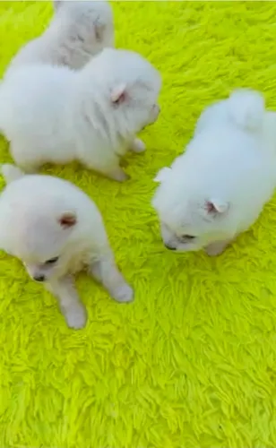 Spitz alemão anão macho e fêmea