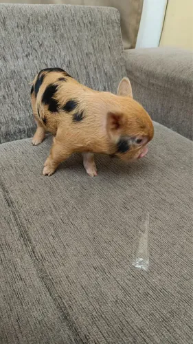 VENDE SE FILHOTES DE MINI PORCO
