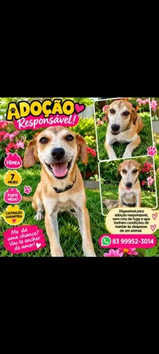 Adoção de linda cachorrinha carinhosa de 7 meses!