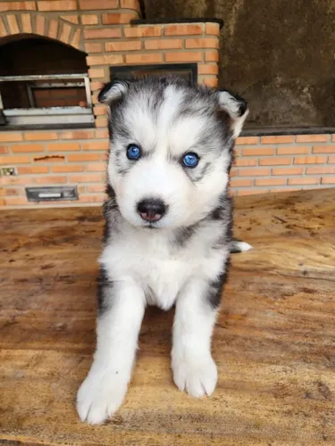 Filhotes de Husky Siberiano