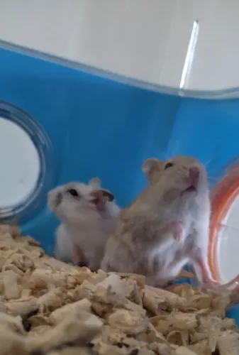 Casinha acrílico para hamster 