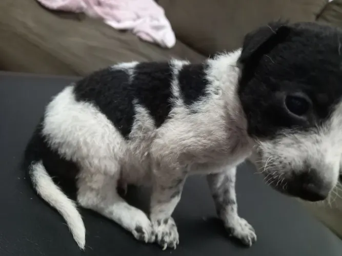 Lindos cachorrinhos para adoção 