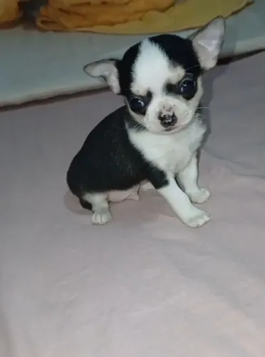 Filhote de chihuahua macho miniatura 