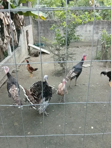 Perus machos