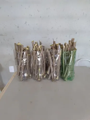 Vende se rama de mandioca