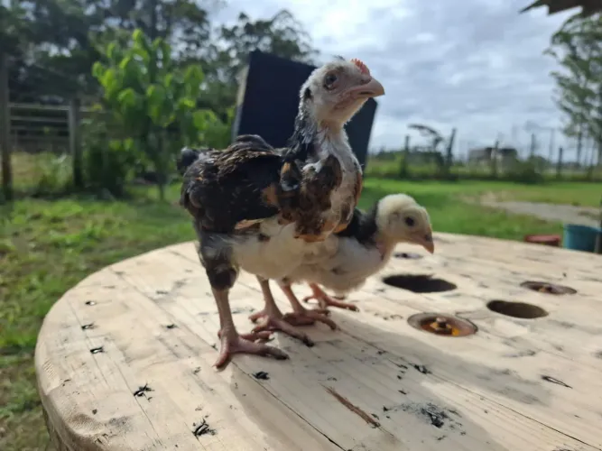 Pintinhos Brhama e GSB ( Galinha Sertaneja Balão)