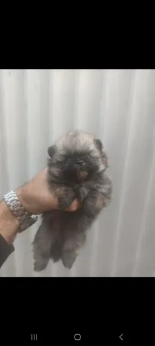 Spitz alemão machos