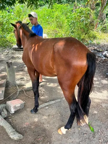 Vende-se uma Égua nova
