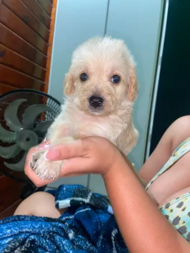 Vende cachorro