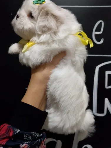 Lhasa Apso: Filhotes de cor Branca, Machos e Fêmeas, disponiveis