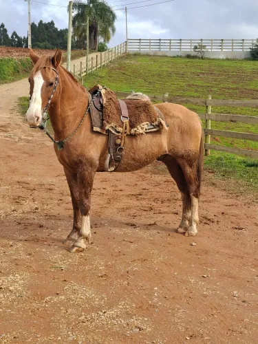 Cavalo castrado graudo e bem bonito