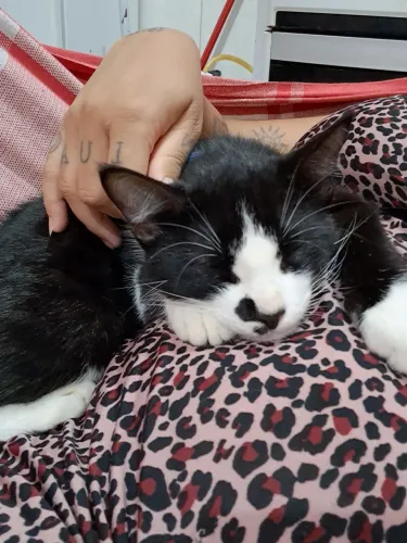 Doação de gato