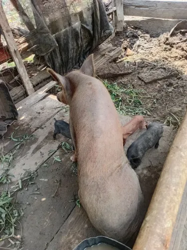 Vendemos porco ? ?
