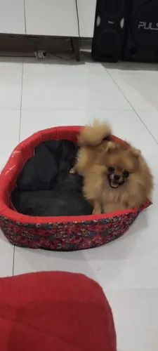 Lulu da Pomerânia machinho 