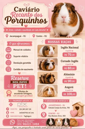 Porquinho da índia 