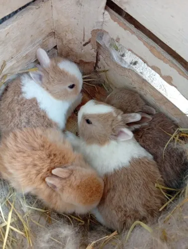 Vende se coelho anão Netherlands