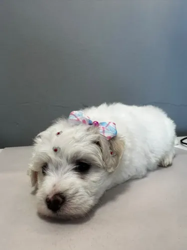 Maltês
