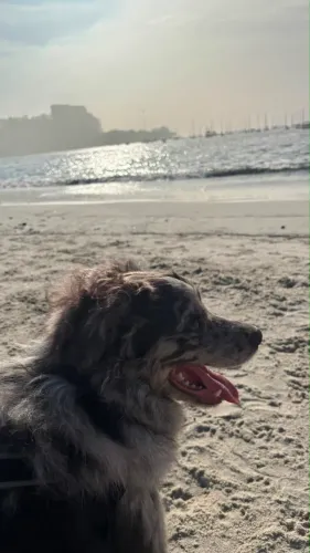 Pet