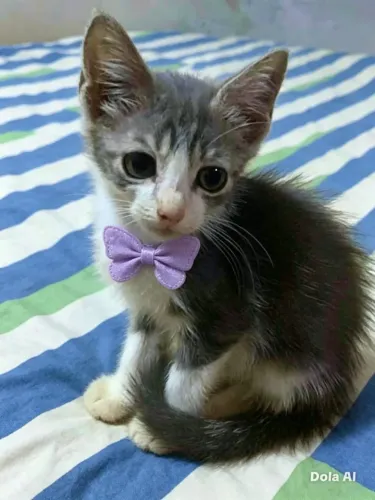 lindos filhotes de gatos para adoção. 