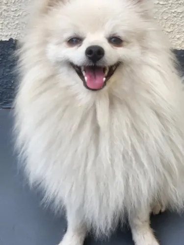 Lindo filhote de Spitz Alemão