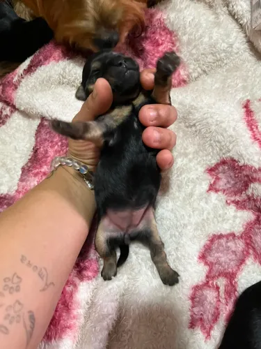 Cachorro