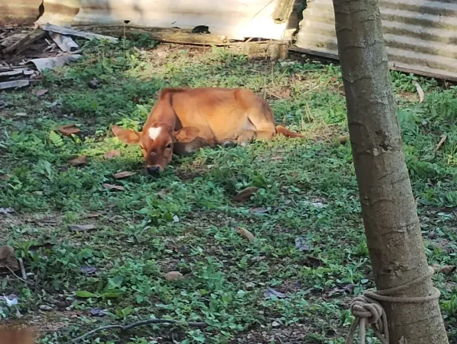 Vendo lote de 3 mini vacas bezerro