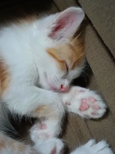 Doa-se Lindos Gatinhos 