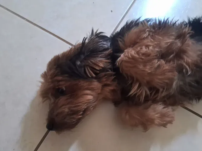 Yorkshire Terrier