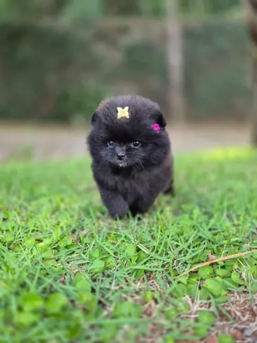  Spitz Alemão de Linhagem Nobre com Contrato de Garantia e Vacina (Consulte Pedi