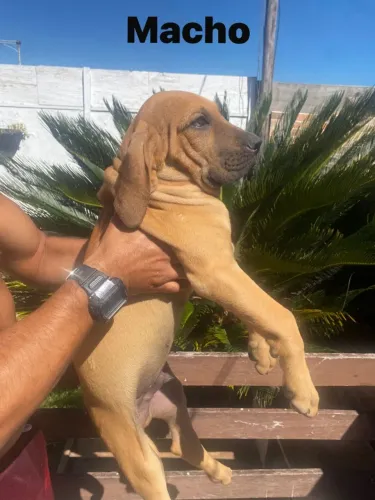 Fila brasileiro 