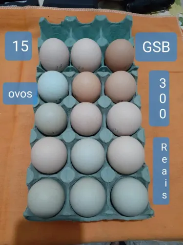 Ovos  fértil  galinha  balão gsb puro  