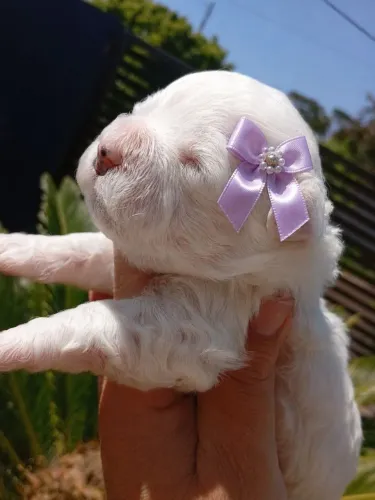 Lhasa apso para reserva fêmea branca
