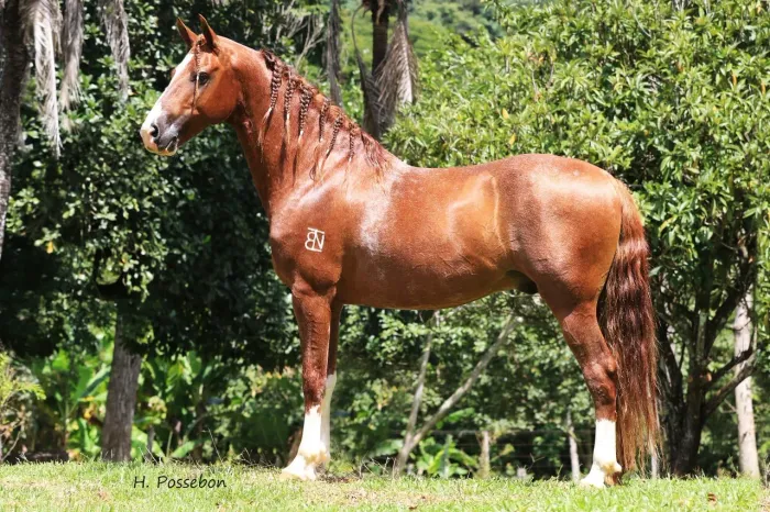 Cavalo mangalarga marchador, marcha picada.