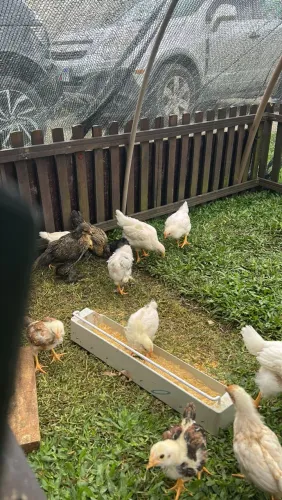 Galinha com 30 dias raças poedeiras