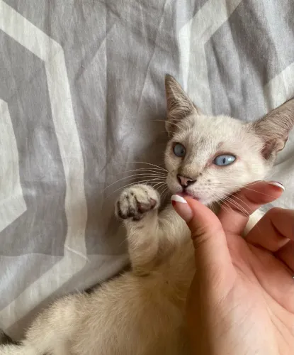 Lindo gatinho filhote, vermifugado, com ração, faço entrega