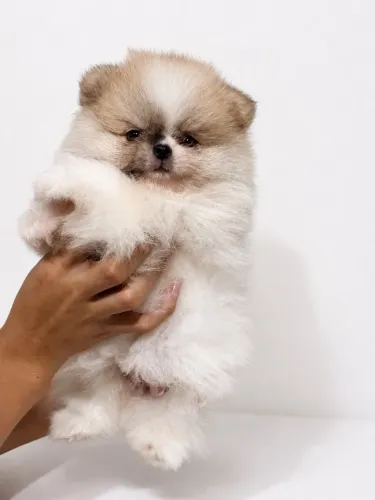 OFERTA Spitz alemão Anão  (machinho) com Pedigree