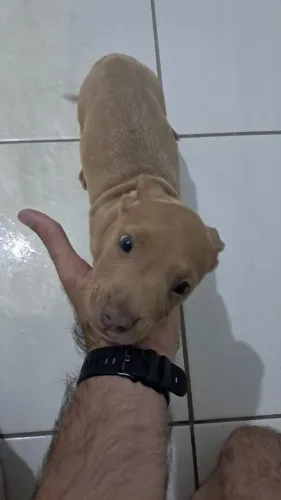 vende-se filhote de Pit Bull red