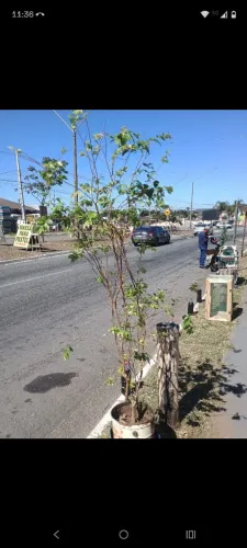 Jabuticaba híbrida produzindo 