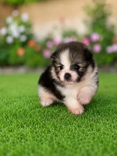 Filhote Lulu Spitz Alemão Macho (pedigree CBKC) disponível para reserva