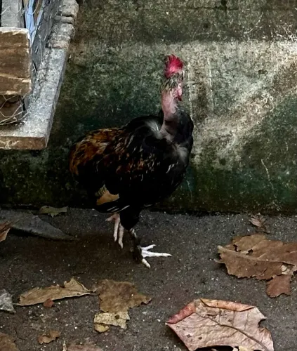 Galinho Garnizé