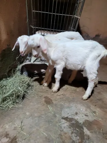 Casal Cabra