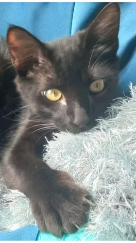 ADOTE lindo gato filhote pretinho