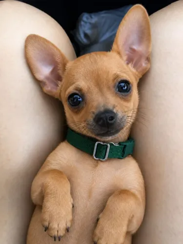 Pinscher 