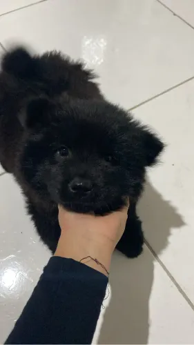 Cachorro