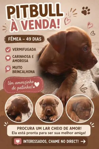 Pitbull fêmea