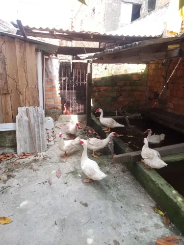 Pato