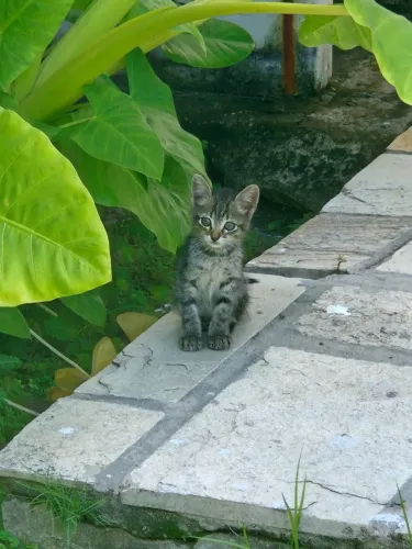 Gatinho filhote para adoção responsável