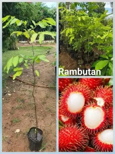 Leve o exotismo do Sudeste Asiático para o seu pomar com a Muda de Rambutan!