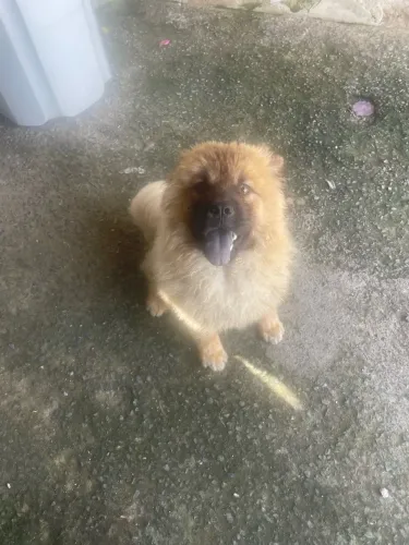 Chow Chow