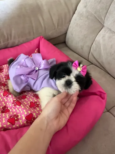 Shih tzu fêmea mini pandinha com pedigree 